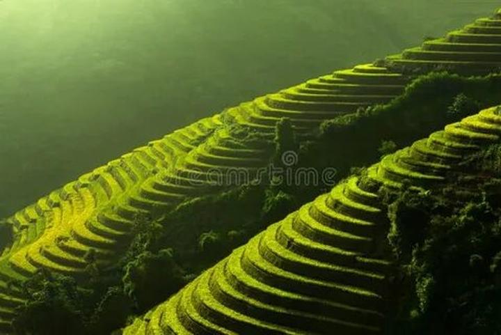 Kích thước to bất thường: Tôm nuôi theo phương pháp tự nhiên sẽ có kích thước không